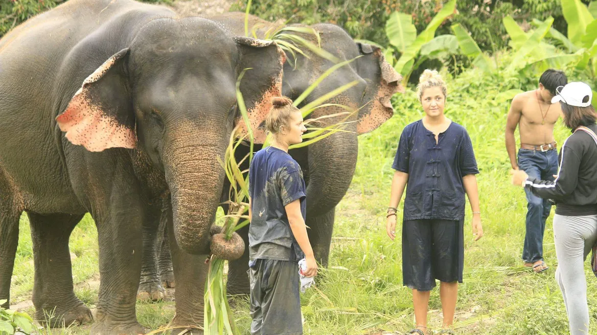 Learn about elephant.