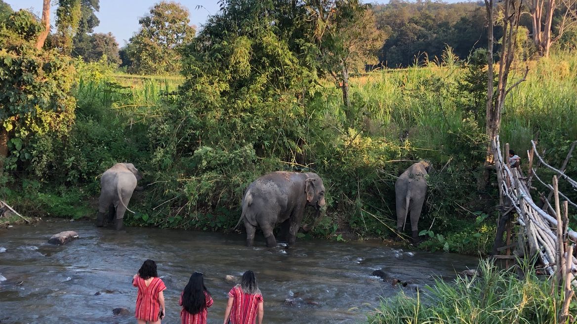 Elephant freedom 