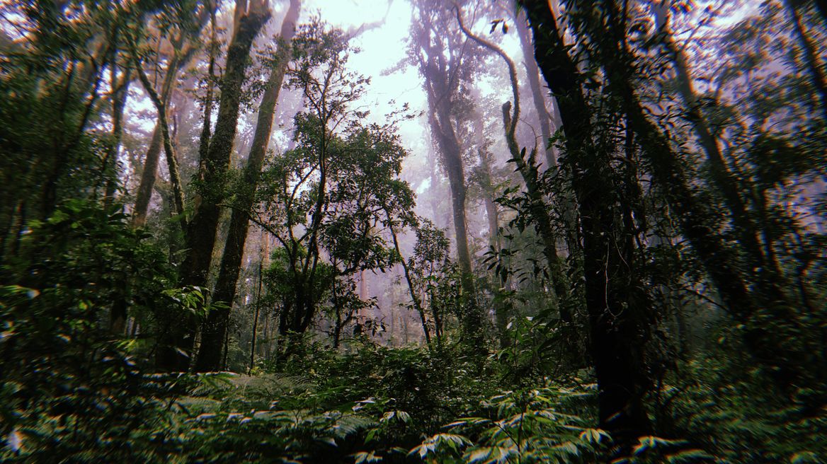 Cloud Forest