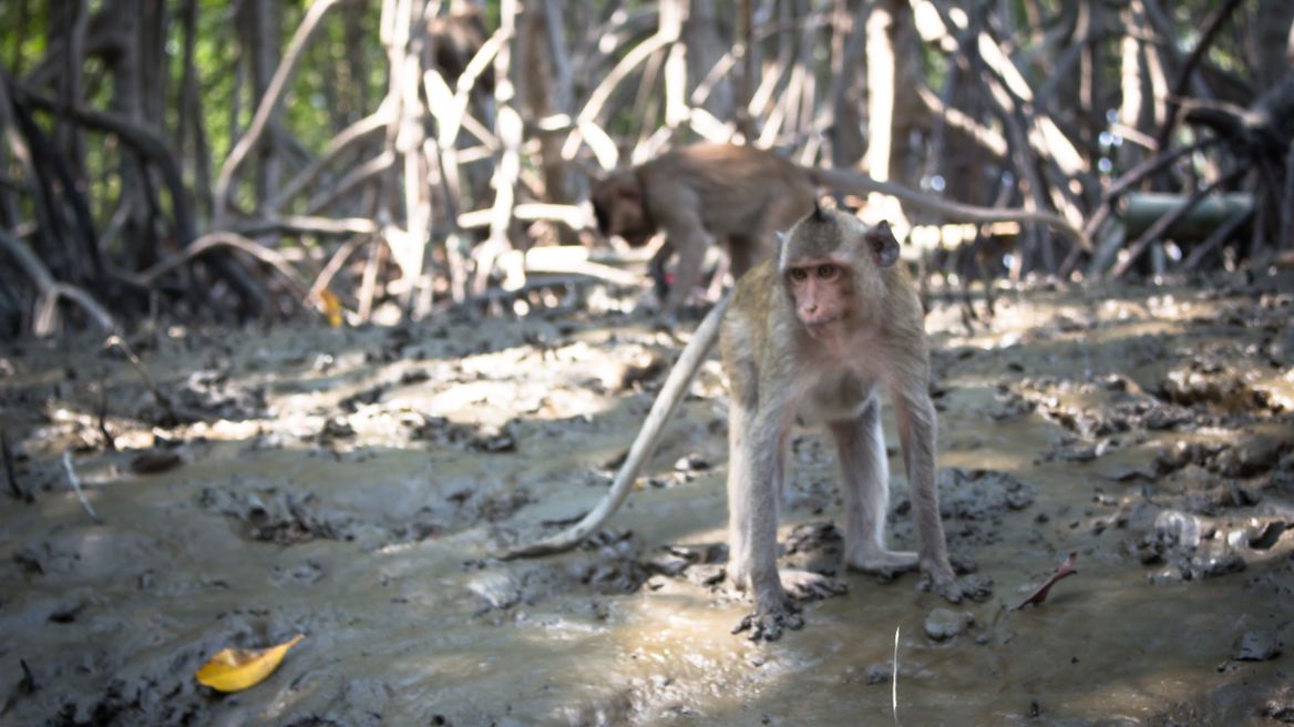 Pop up Thai monkeys beside the local river