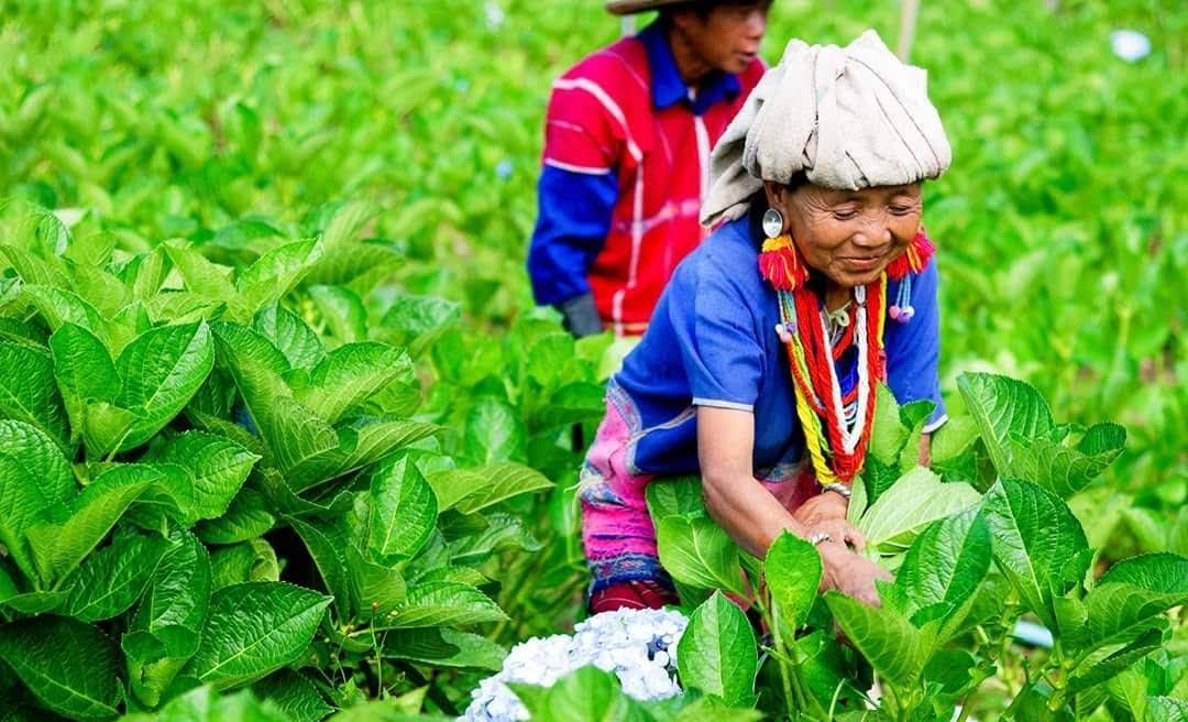 Touching a local life and learning how to survive from the jungle like the Karen tribe do 
