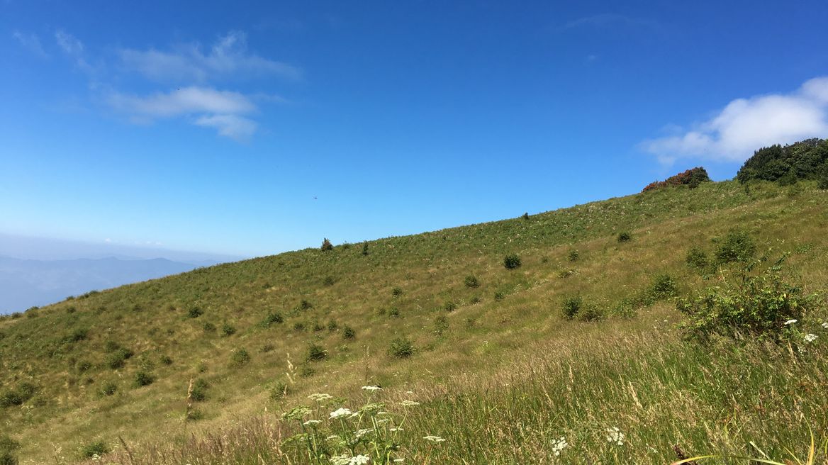 Alpine Field 