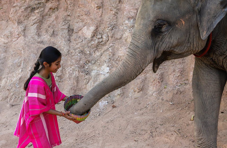 Take your time to feed elephant very closely.