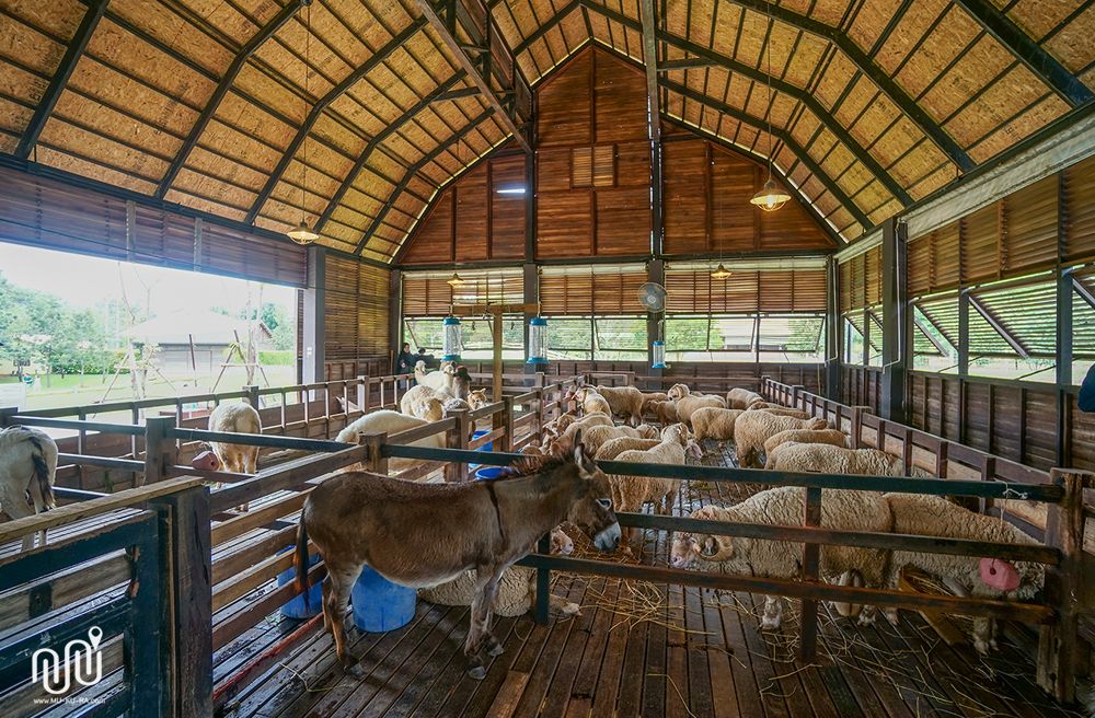 Sheep feeding in Khao Yai
