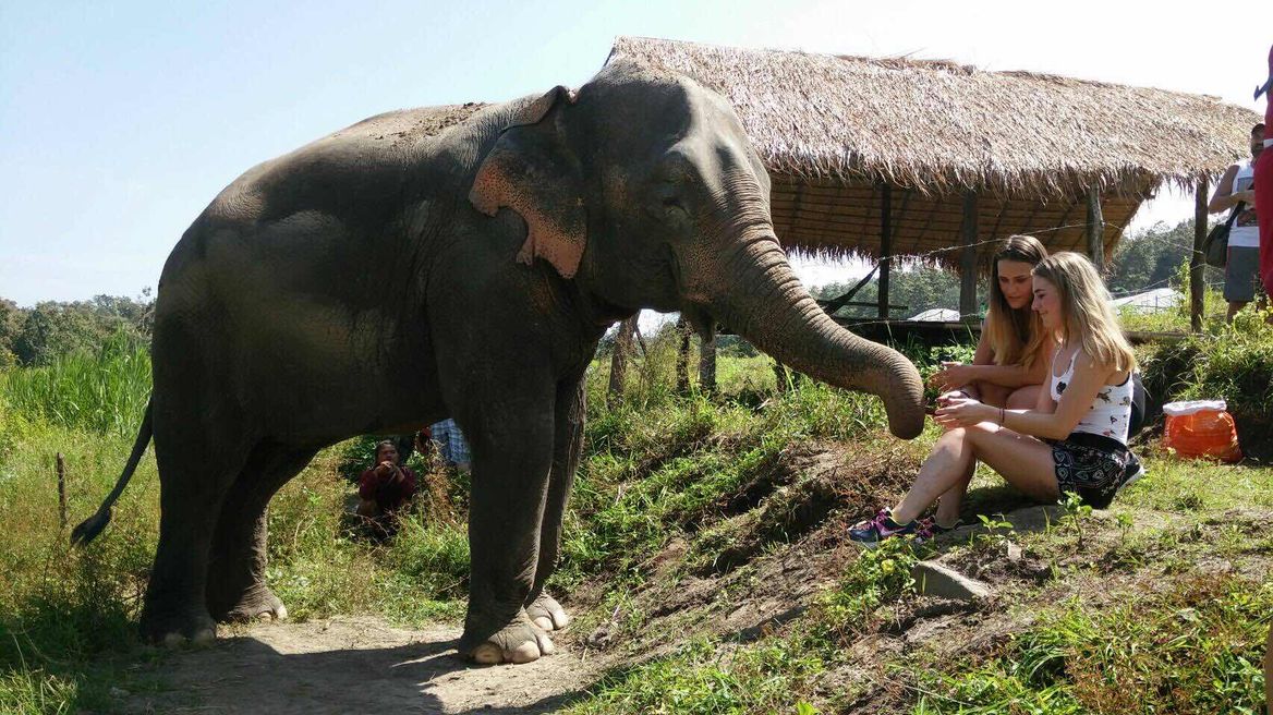 Chiang Mai Tour: Ethical Elephant Sanctuary 