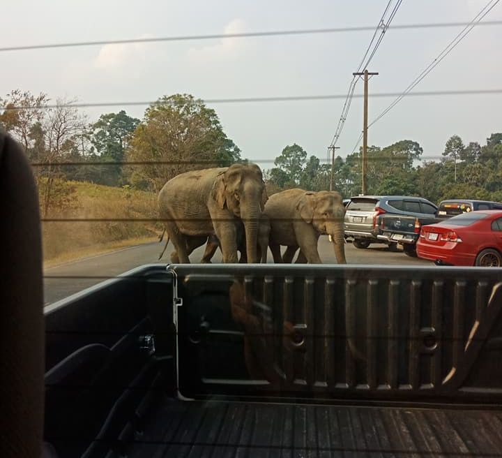 Khao Yai National Park: Spot elephants in their natural habitat