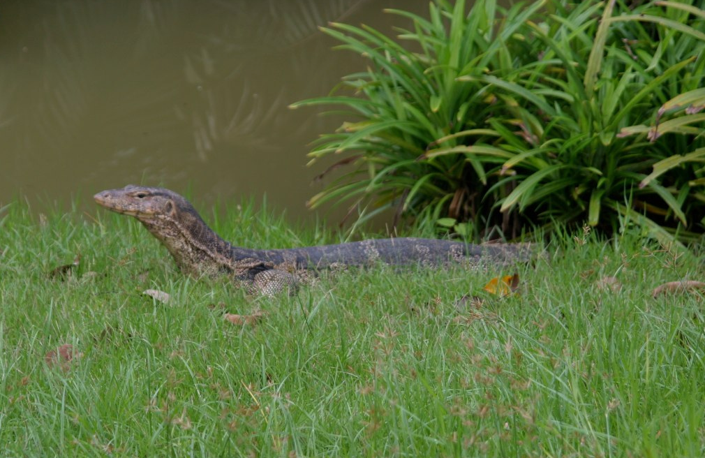 Monitor lizard