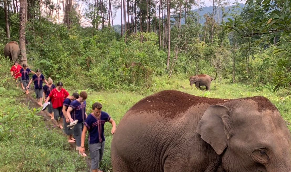 walk with the elephants alongside their mahouts, observing natural herd behaviors such as foraging, communicating, rubbing on trees, and relaxing deep in the jungle.