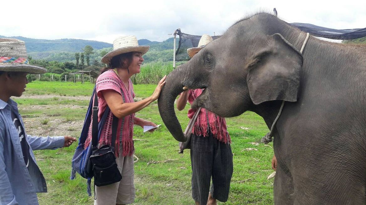 Greet an elephant