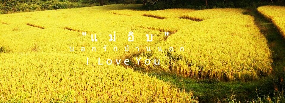 golden rice pad 