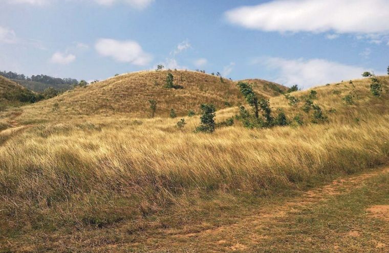 brown grass mountain 
