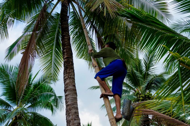 Coconut Farm