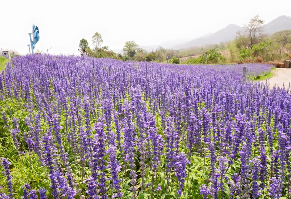 Flower garden in Khao Yai