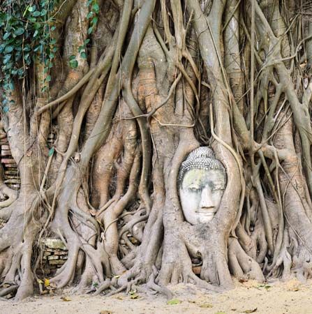 Buddha entwined within the roots of a banyan tree