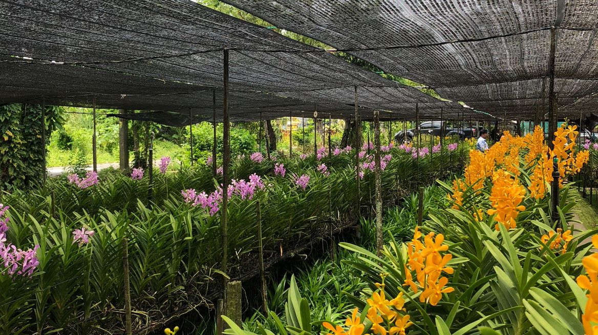 Orchid Farm