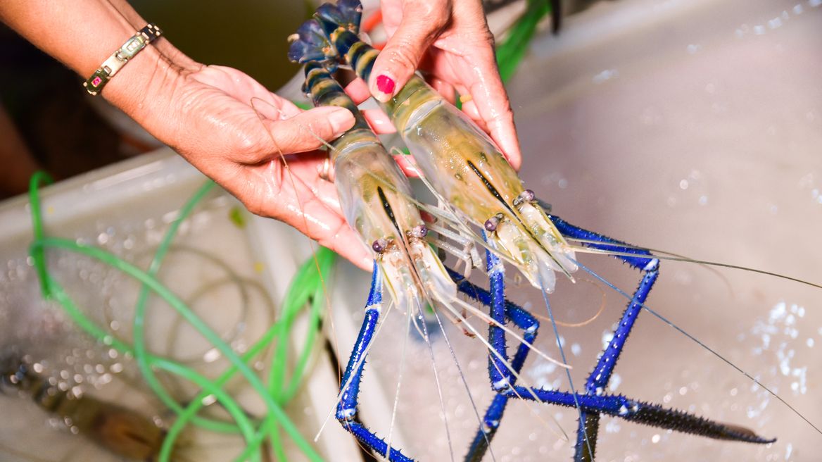 River Prawn in Hau ro market