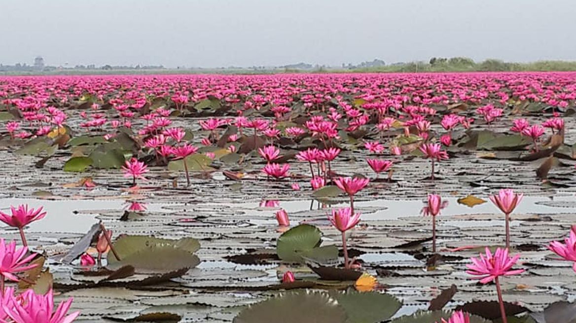 Red lotus lake udonthani