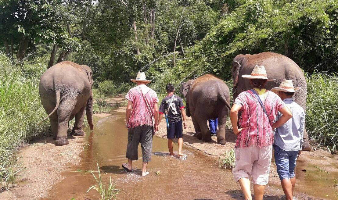 Walk with elephants to the river