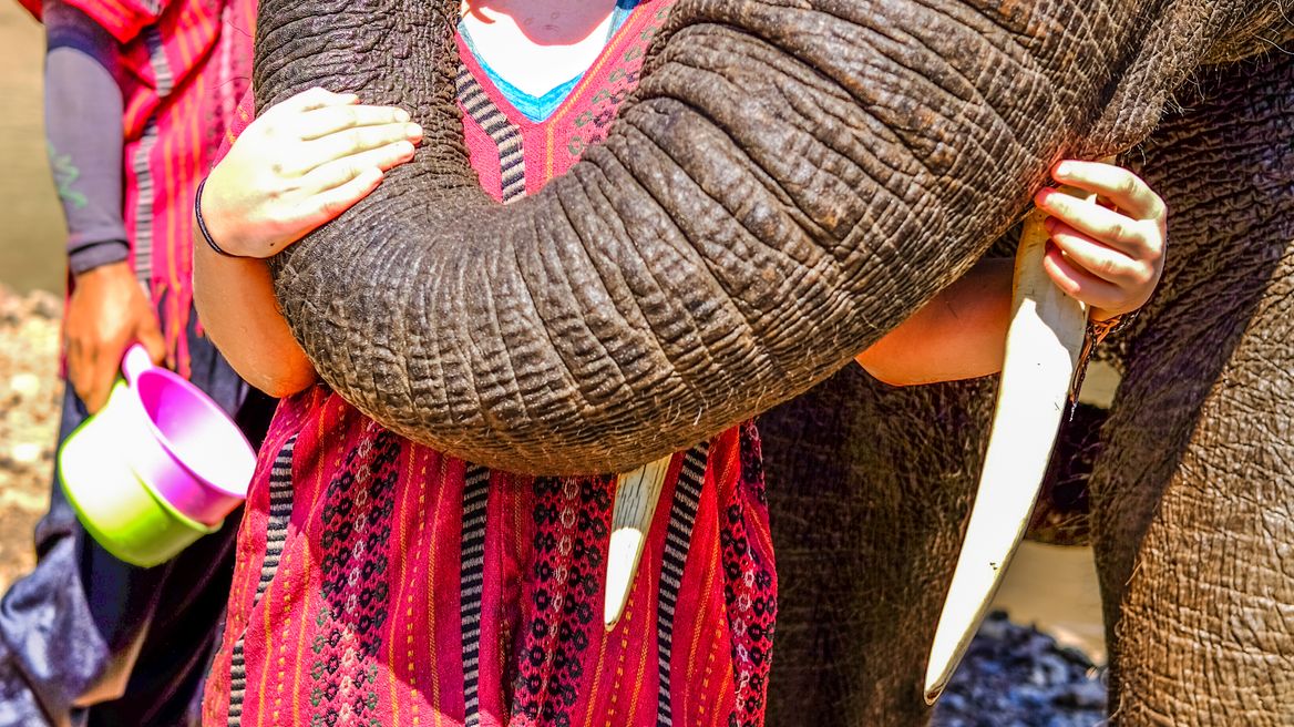 Elephant's hug