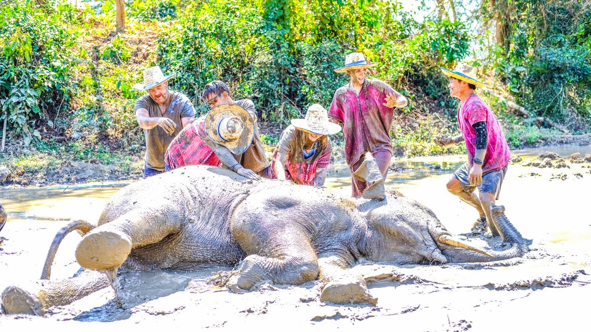 Mud spa with elephants