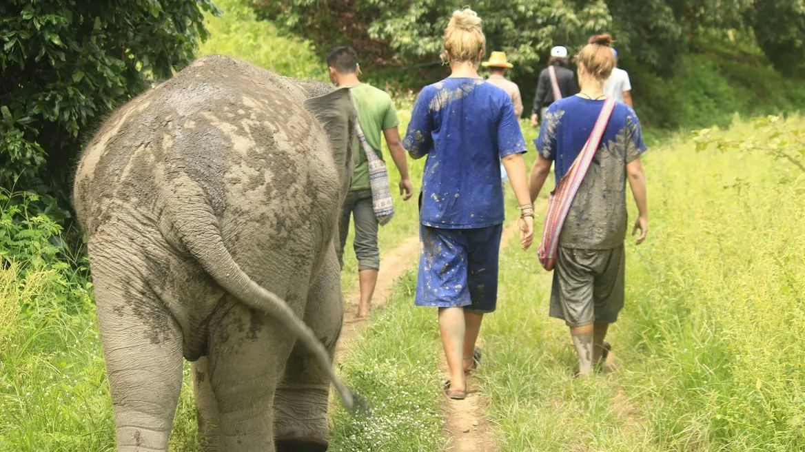 Walk together and learn their living in the jungle.