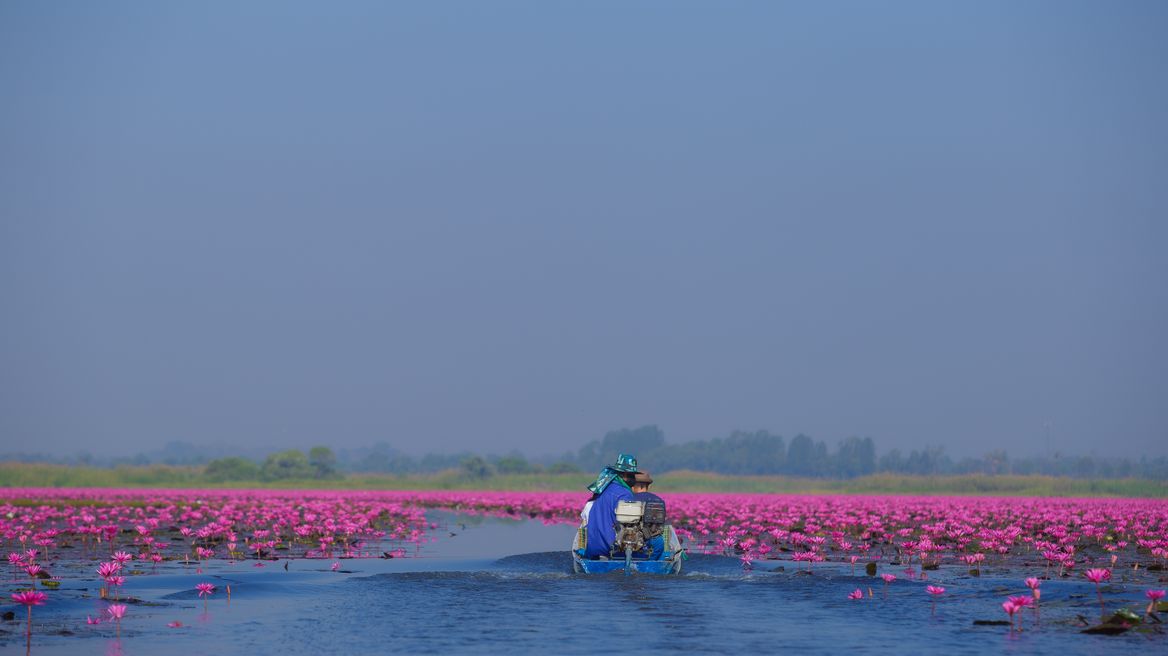 Red lotus lake udonthani