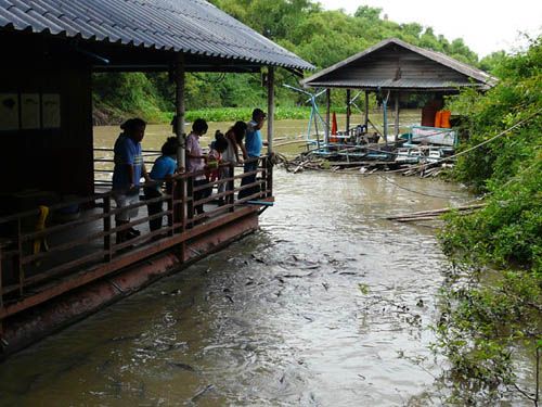 Feed fish in temple