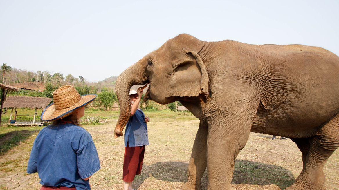 Feed an elephant