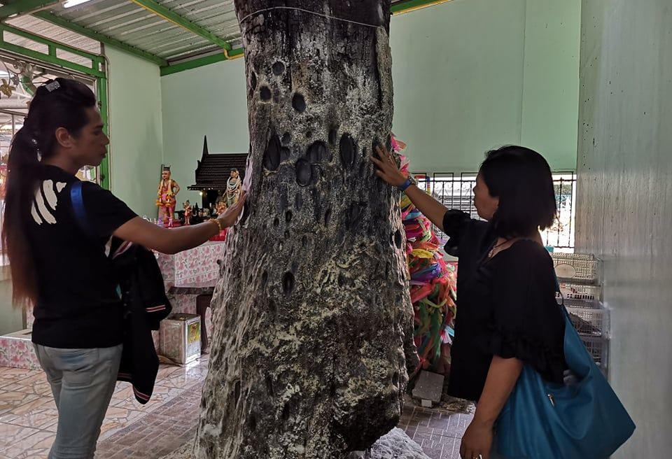 The tree of win lottery 