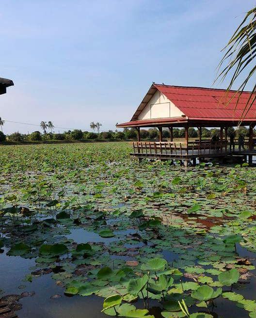 Large lotus ponds where white and red lotus blooms are cultivated. 