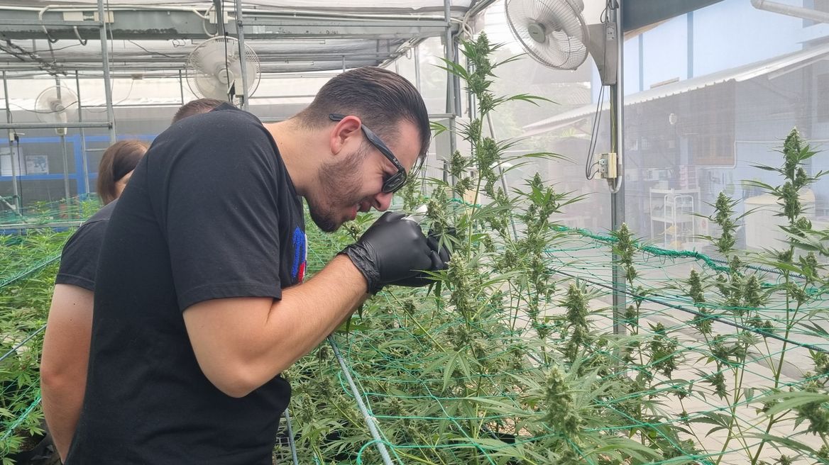 Checking trichromes