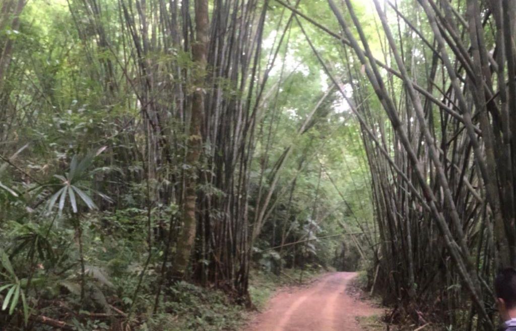 Some part make you feel smaller under the biggest grass inthe world ‘Bamboo’