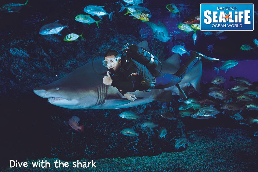 Dive with the shark