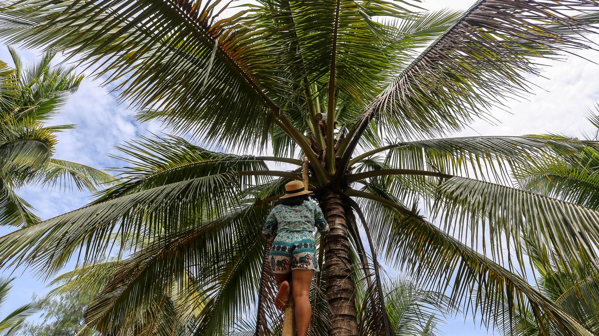 Enjoy the coconut farm
