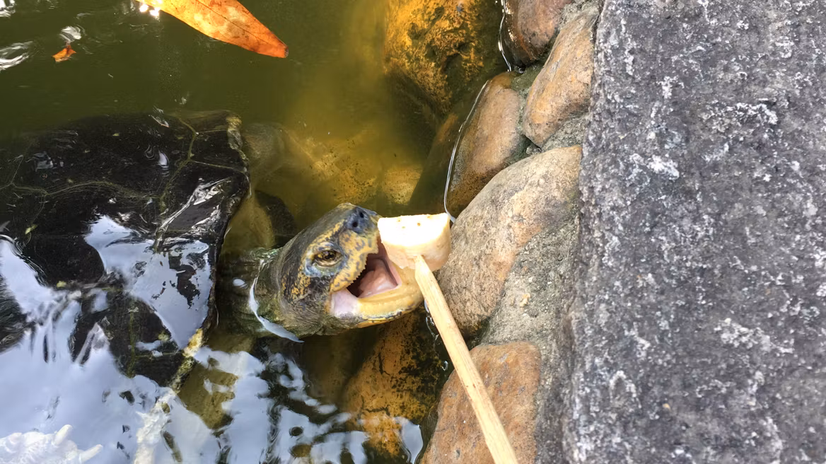 turtle feeding in Kao Mor , get very closed to them