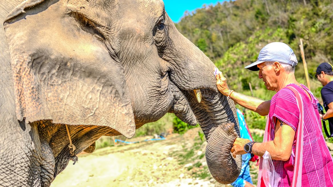 Meet elephant