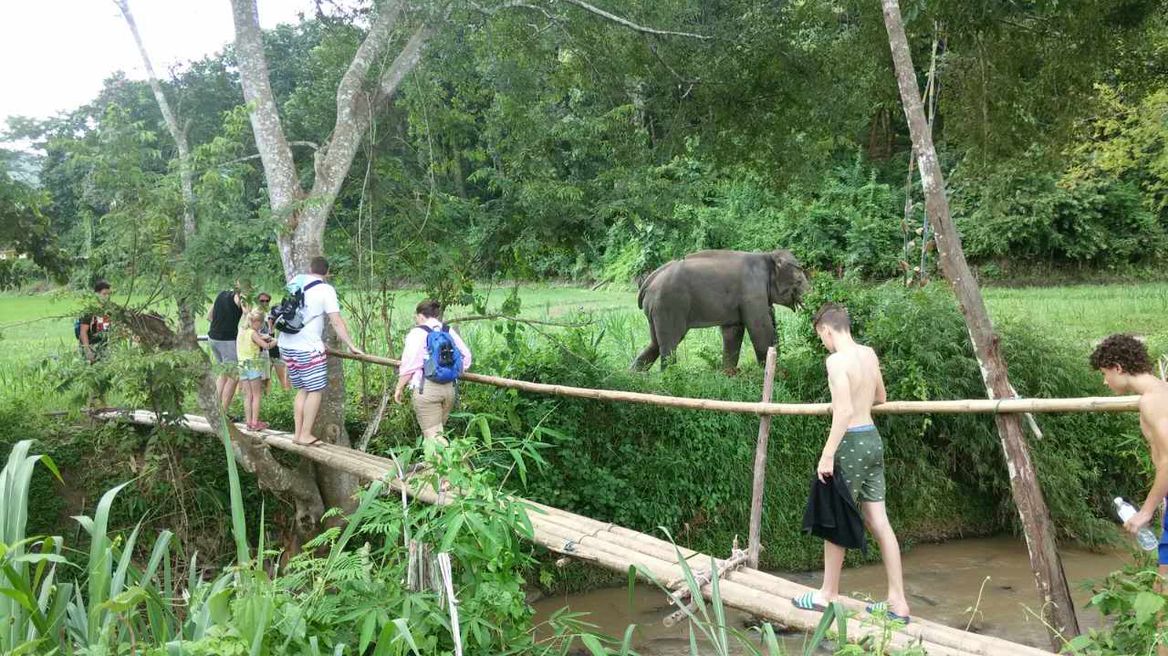Chiang Mai Tour: Ethical Elephant Sanctuary 