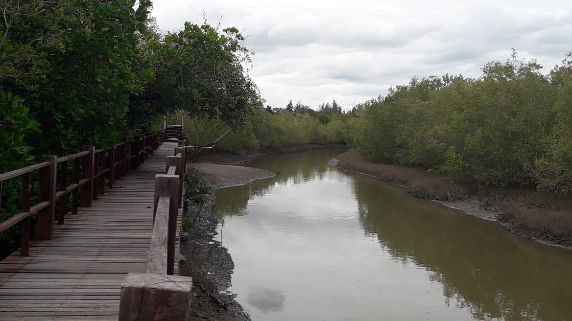 Mangrove Natural Trail 1