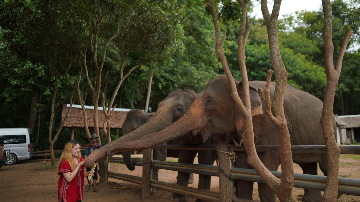 Enjoy eating all day 200-400 kgs or 10 percentage of their weight.
