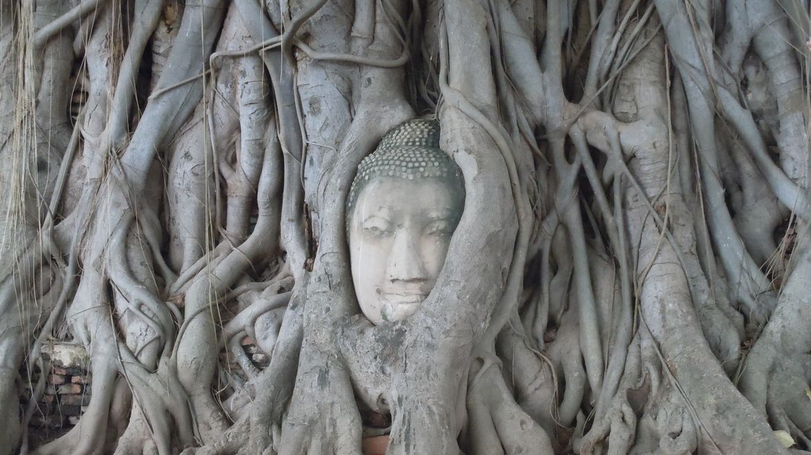 Head Buddha in the tree root