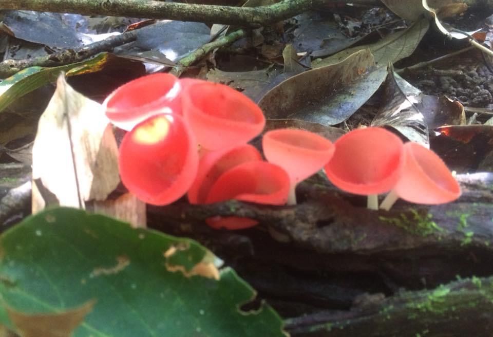 Wine grass mushroom can be see in rainning season