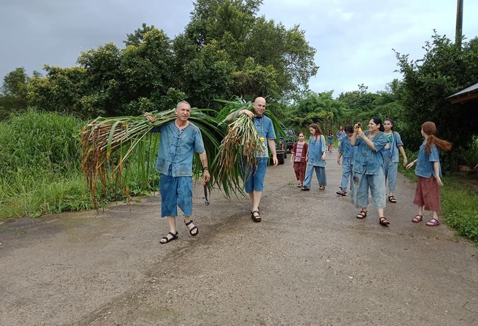 Picking elephants' favorite plant in Chiang Mai