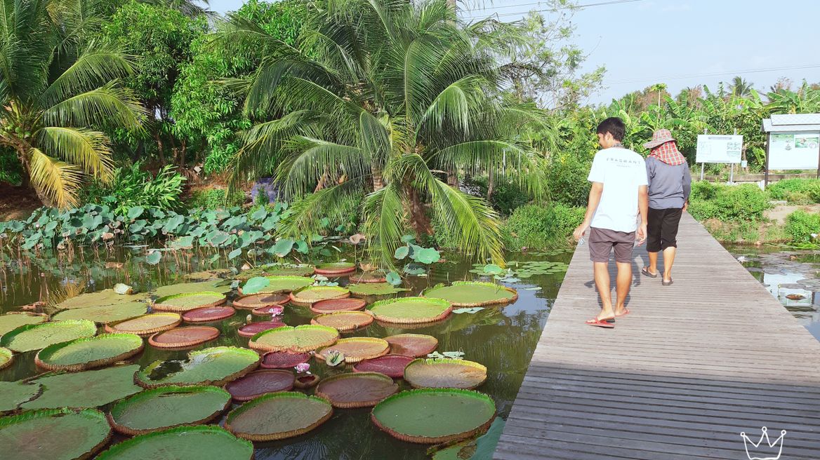 lotus pond