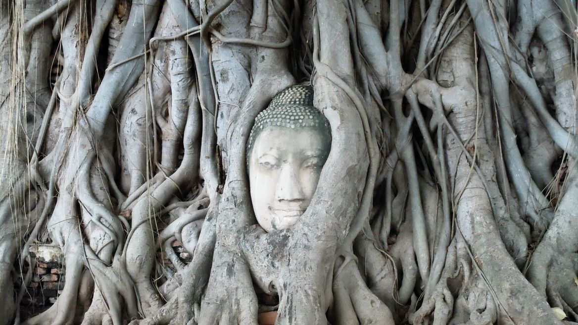 The Buddha head in the Tree root