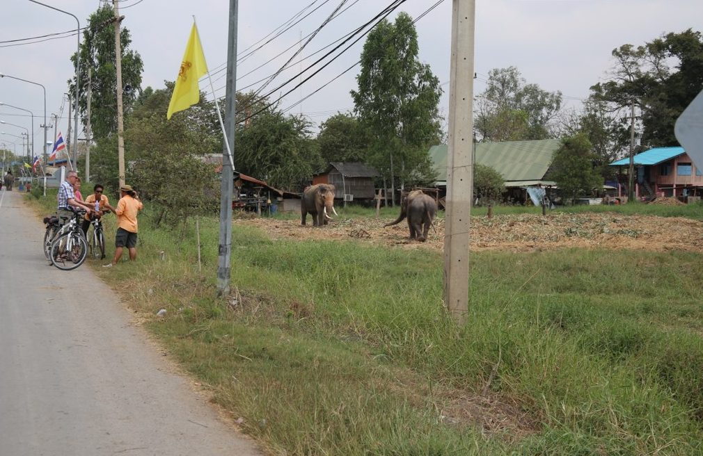 Elephants in Ayutthaya