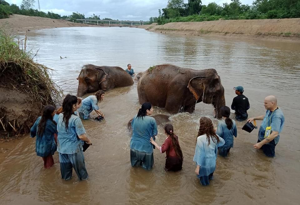 Bathing elephants in Chiang Mai