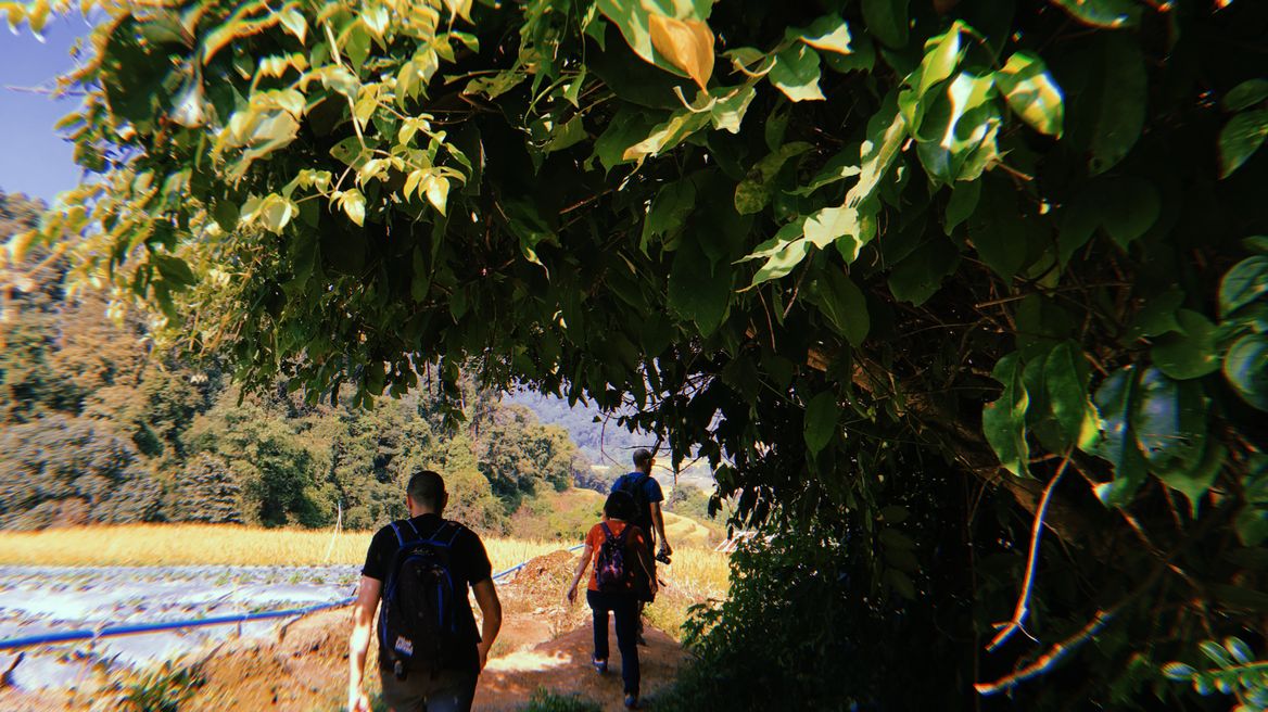 Walk through rice field
