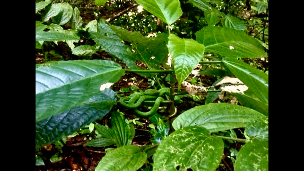 Reptails can be found in every where