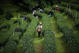 Tea Plantation