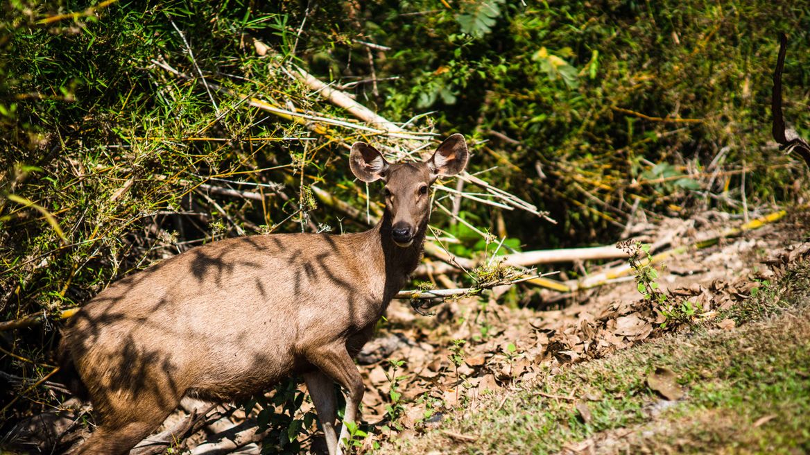 Look at the deer there!